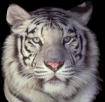 tigre